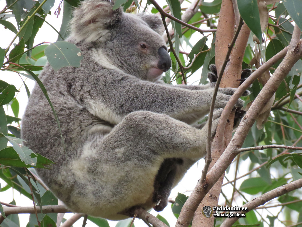 motherhood by koalagardens