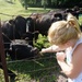 Making friends with the cows by tunia