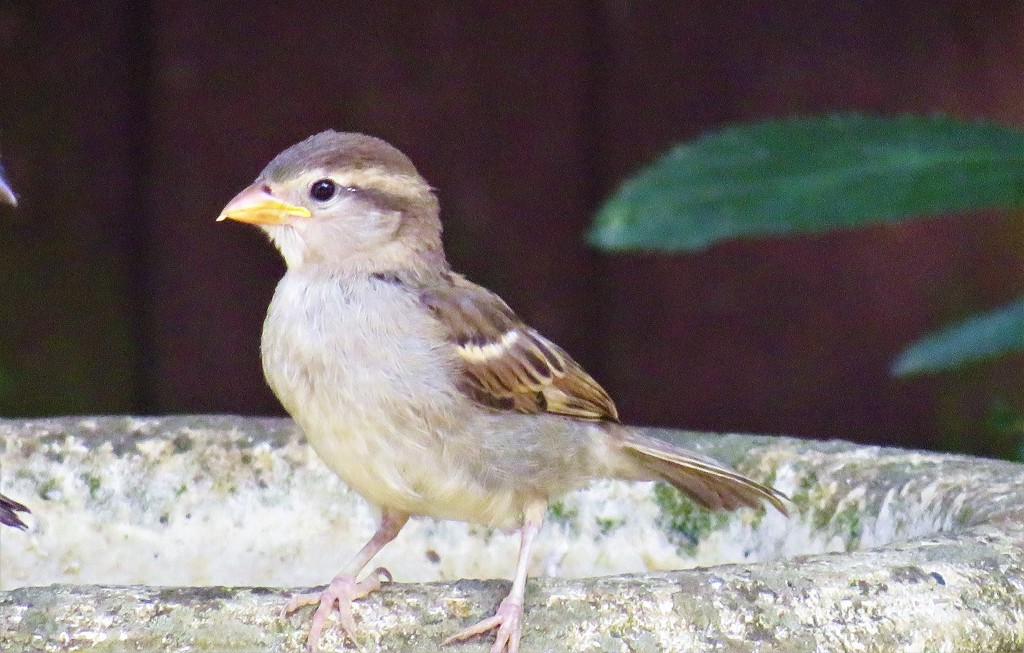Little Sparrow by carole_sandford