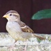 Little Sparrow by carole_sandford