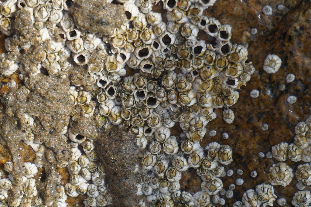 Barnacles by allie912