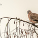 spotted dove by ulla