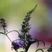 July 26: Butterfly Bush by daisymiller