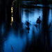 Ghostly Geese by farmreporter