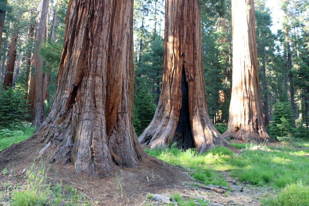 Sequoia trees by ingrid01