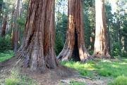 13th Jul 2018 - Sequoia trees
