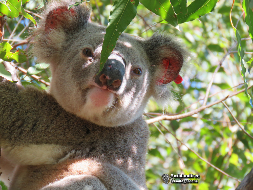 he's finally home! by koalagardens