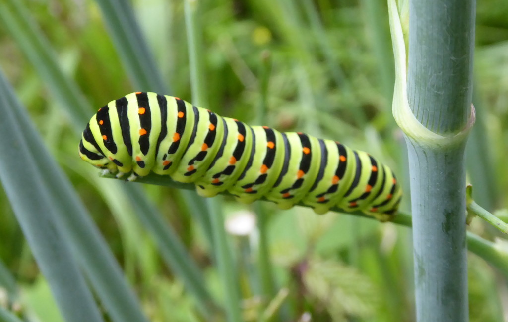 Swallowtail caterpillar  by steveandkerry