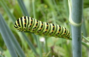 27th Jul 2018 - Swallowtail caterpillar 