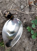24th Jul 2018 - Helping a bee