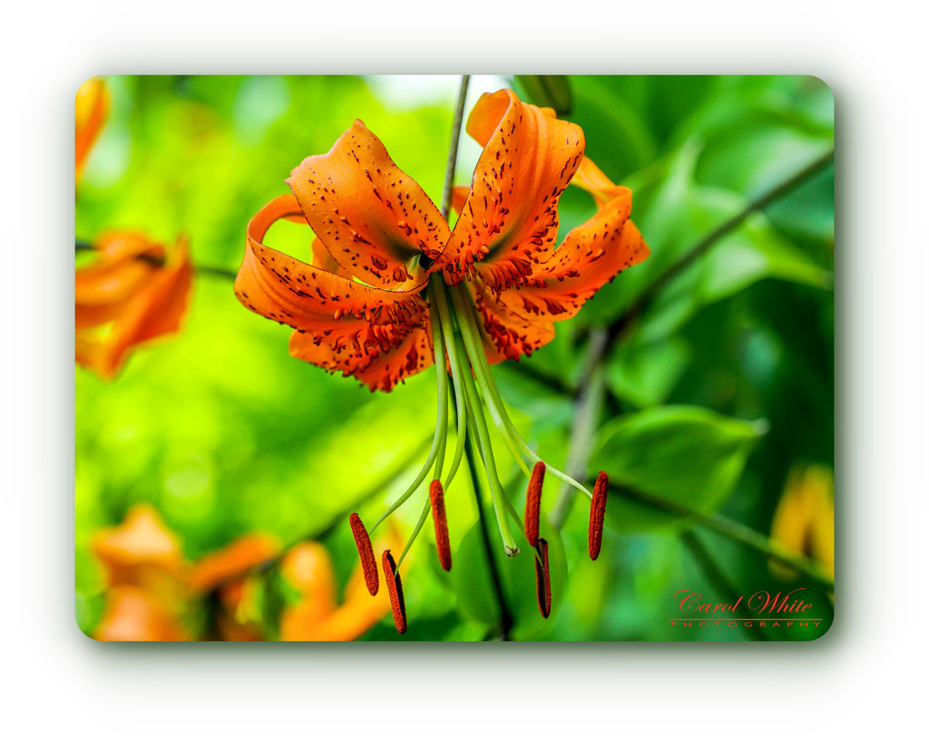 Tiger Lily by carolmw
