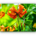 Tiger Lily by carolmw