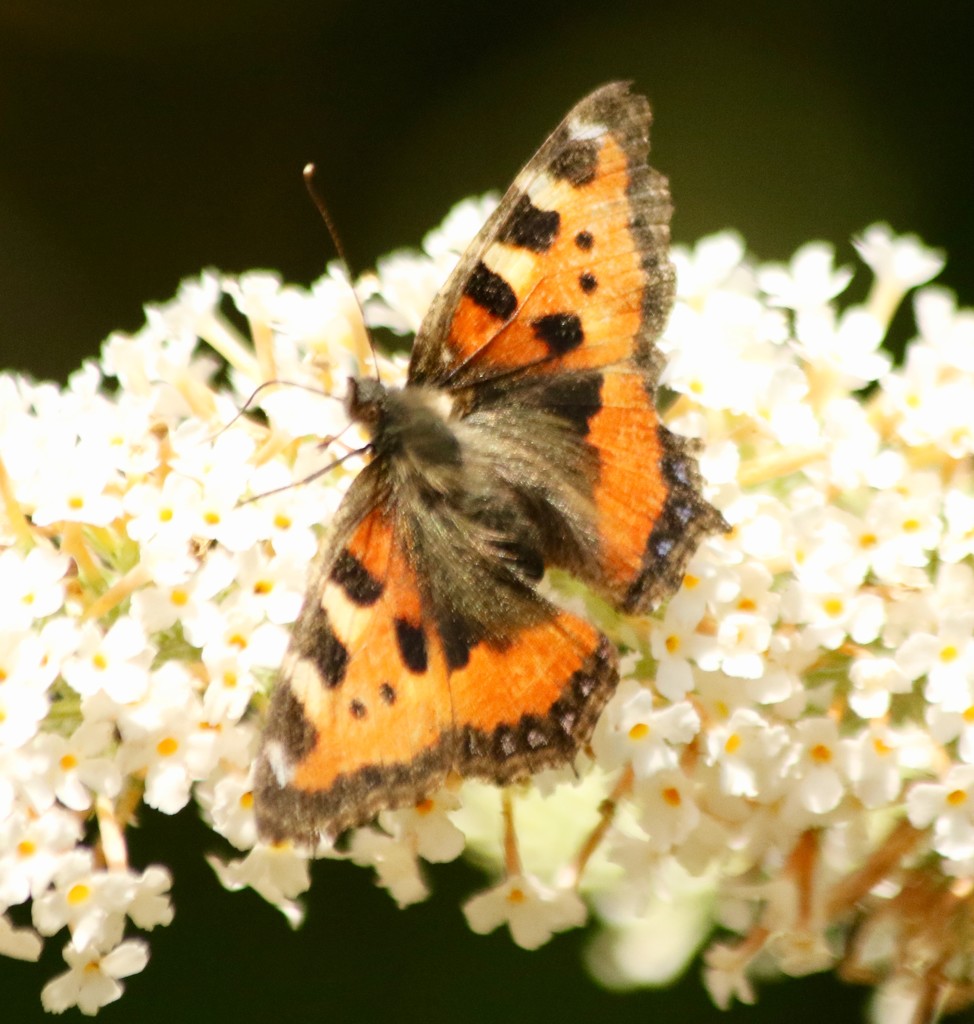 Small Tortoiseshell by orchid99