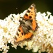 Small Tortoiseshell by orchid99
