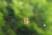 26th Jul 2018 - Young Orb Weaver? 