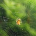 Young Orb Weaver?  by meotzi