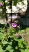 27th Jul 2018 - Busy Bee on Burdock Blossom.