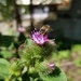 Busy Bee on Burdock Blossom. by meotzi