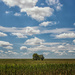 trees in the corn field by aecasey