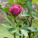 One Lovely Rosebud by milaniet