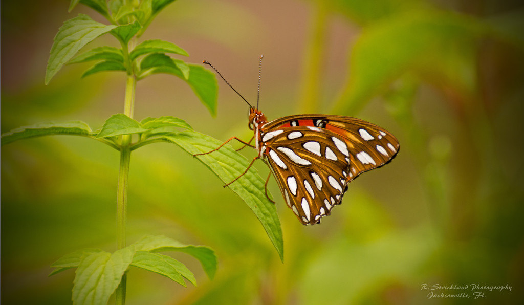 Side View of the Gulf Fritillary Butterfly! by rickster549
