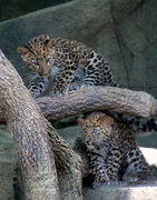 24th Jul 2018 - Leopard Cubs 