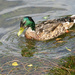 Male Mallard Duck by seattlite