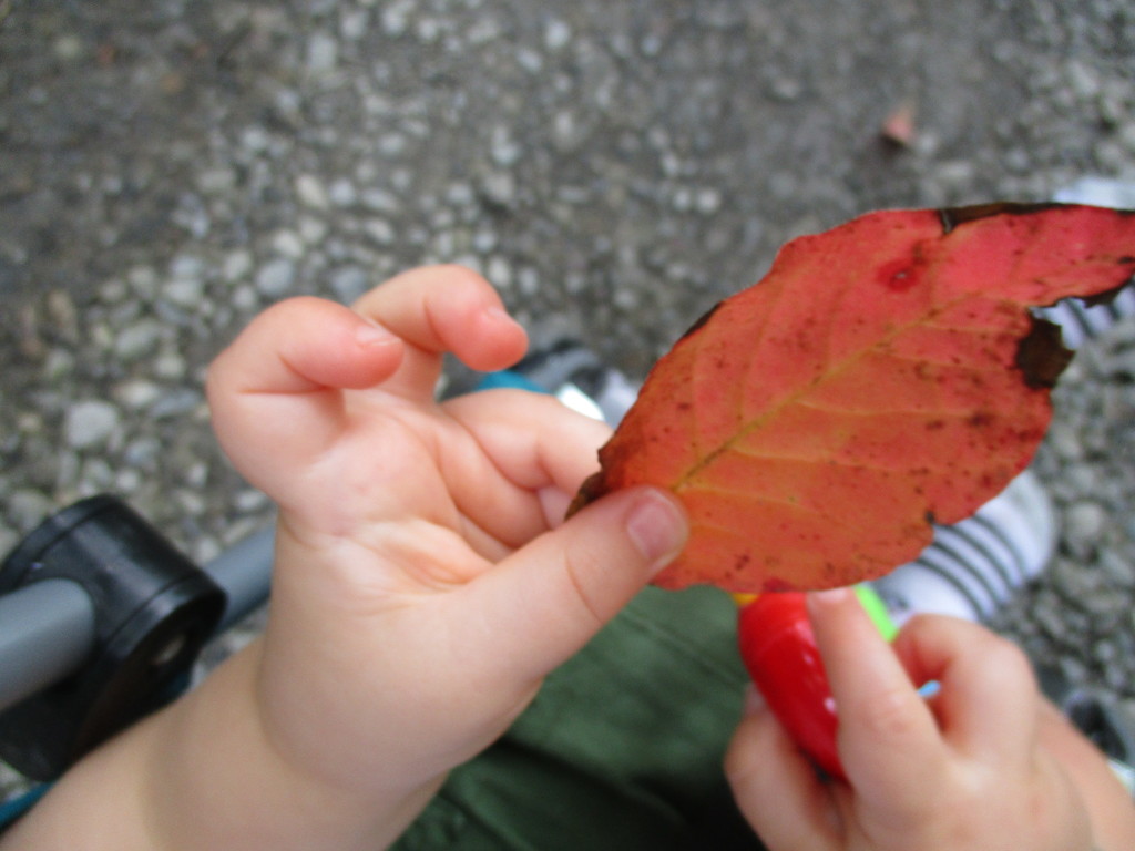 Cute Way to Hold a Leaf by julie
