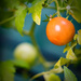 Tomatoes (Update) by billyboy