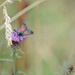 Burnet moth........ by ziggy77