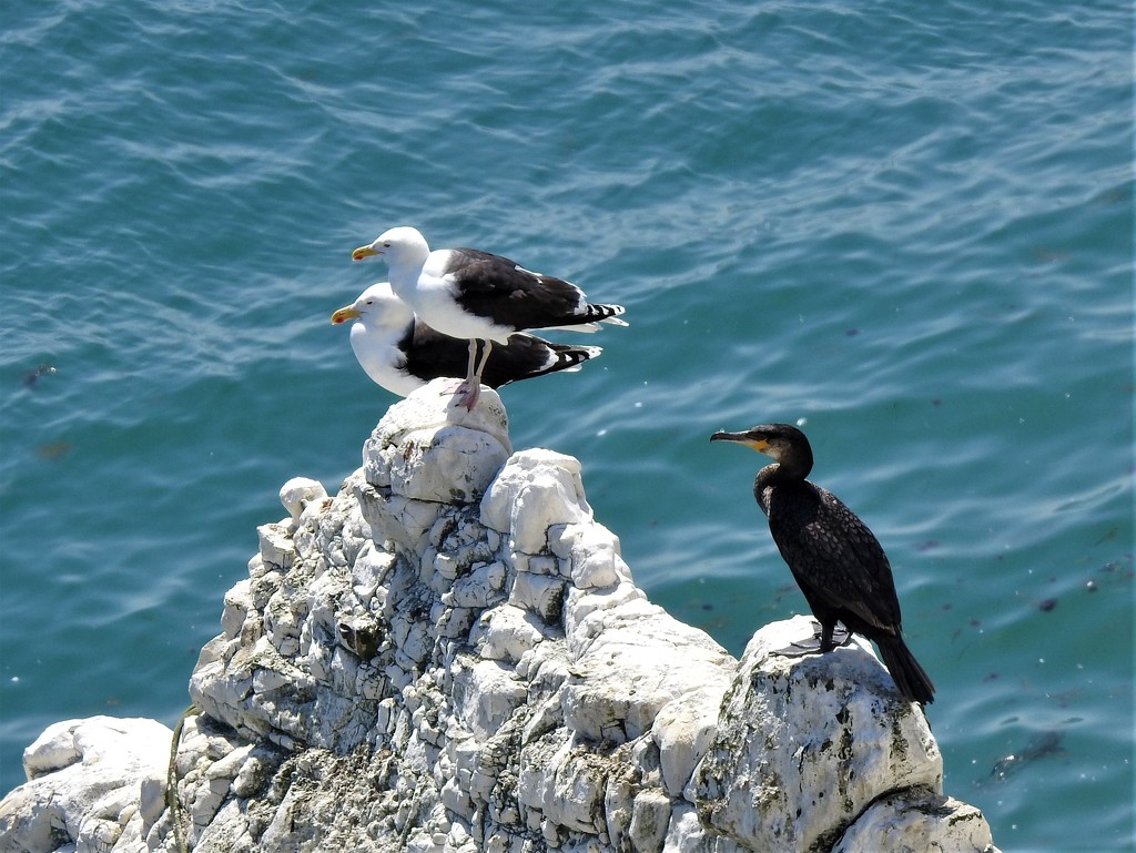  Black Backed Gulls and a Cormorant  by susiemc
