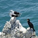  Black Backed Gulls and a Cormorant  by susiemc