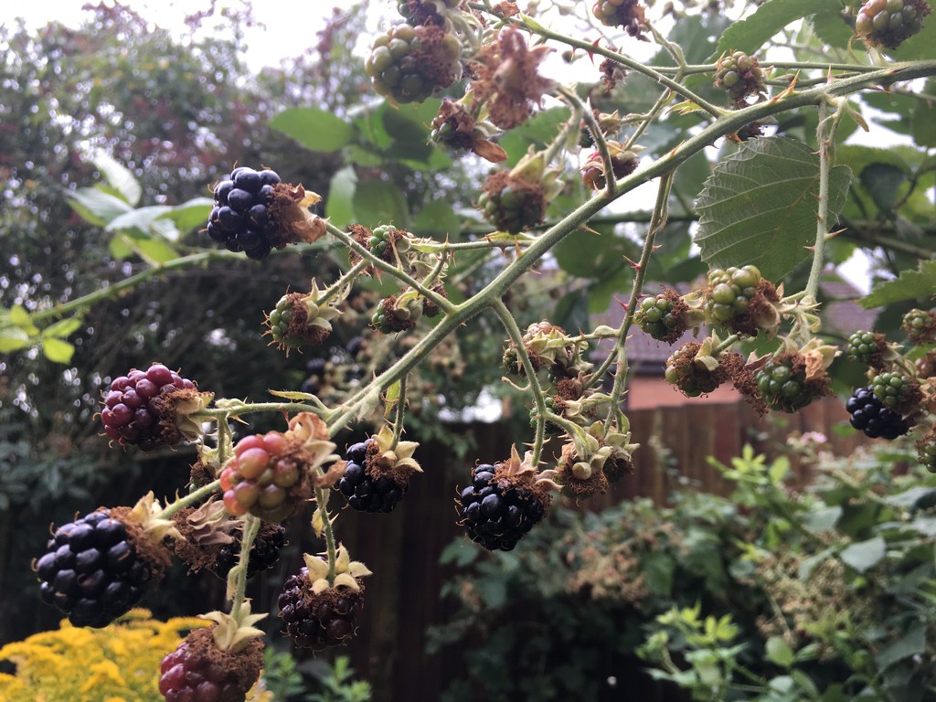 Blackberries by 365projectmaxine