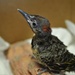 Day 198: Baby Woodpecker by jeanniec57