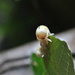 Day 204: Male Elm Sawfly Larva by jeanniec57