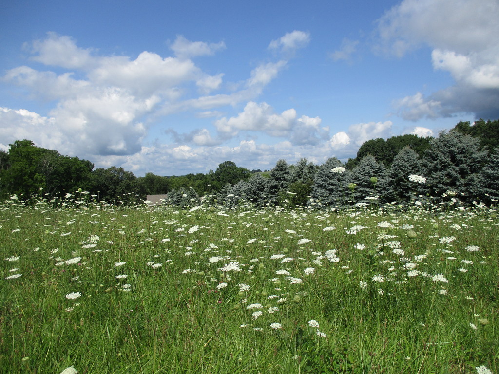 Field of Queen Anne's Lace by julie