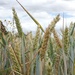 Wheat by julienne1