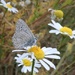 Common Blue on Chamomile by julienne1
