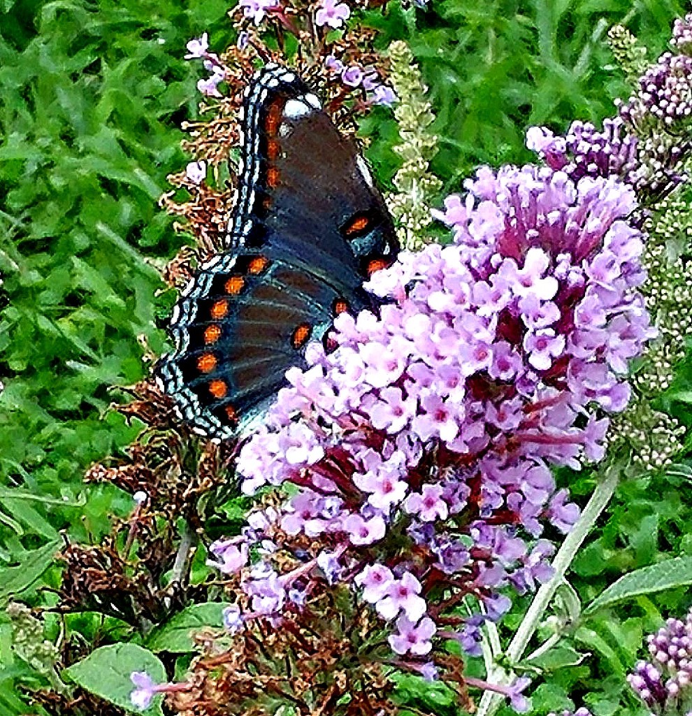 Butterfly Bush by jo38