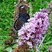 Butterfly Bush by jo38