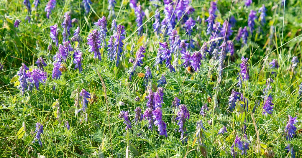 Tufted Vetch by lifeat60degrees