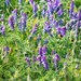 Tufted Vetch by lifeat60degrees