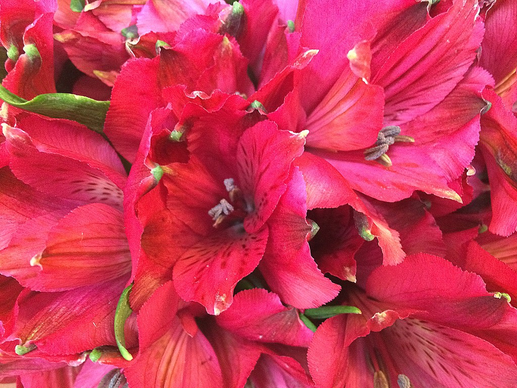 Red lilies by homeschoolmom