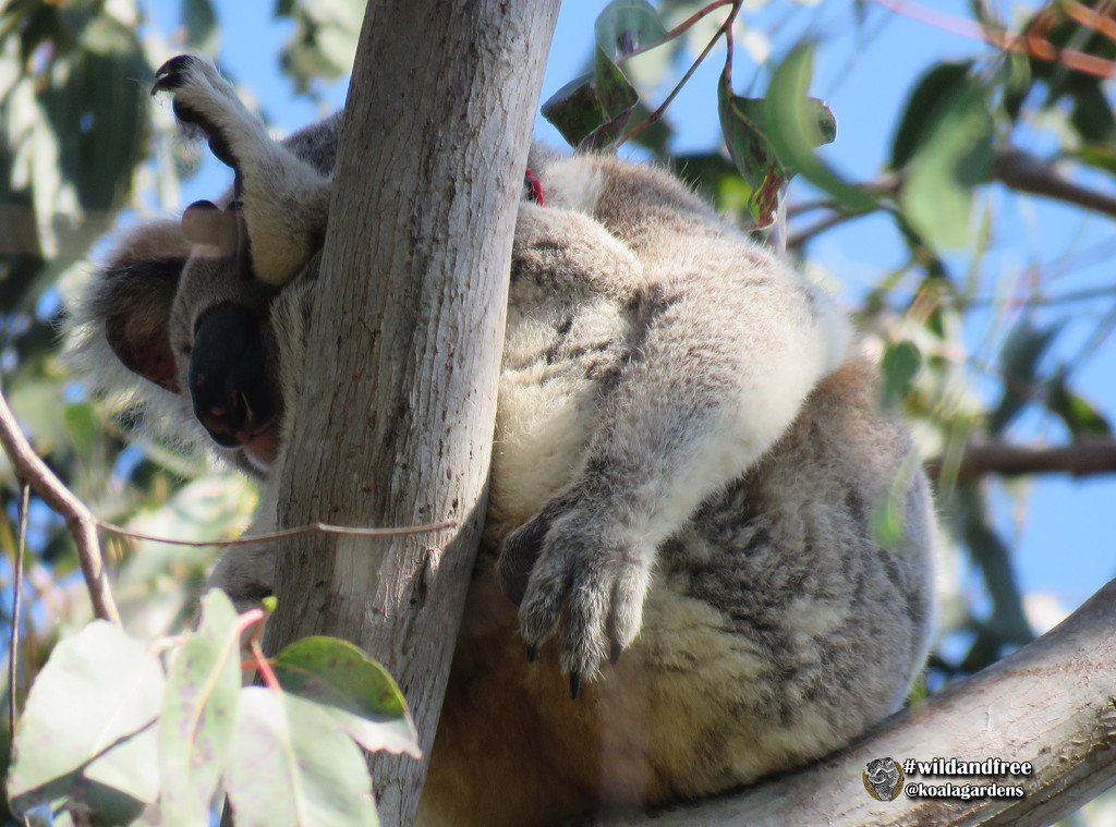 yoga for healing by koalagardens