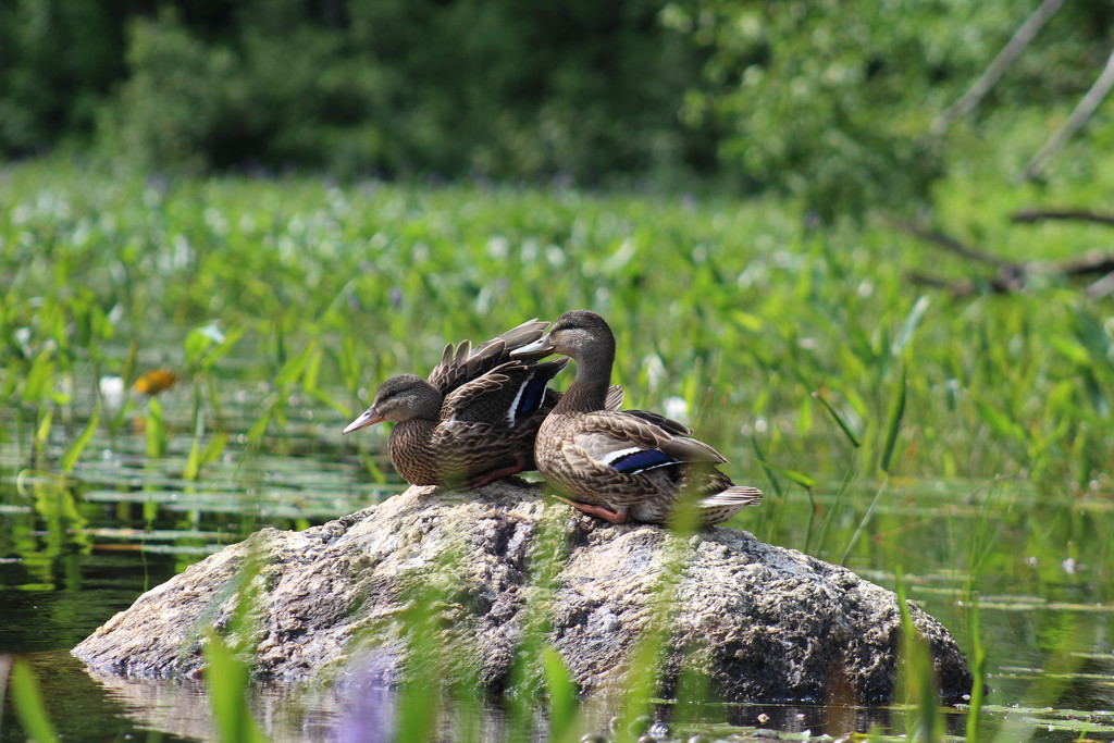 Mallards on the Rock by rob257