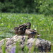 Mallards on the Rock by rob257