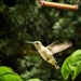 Hummingbirds by irishmamacita10