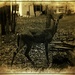 Doe a Deer by olivetreeann