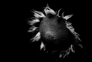 28th Jul 2018 - Sunflower