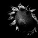 Sunflower by tosee